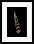 Turritella goniostoma by Anonymous