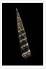 Turritella goniostoma by Anonymous