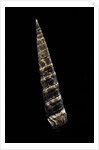 Turritella goniostoma by Anonymous