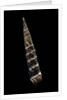 Turritella goniostoma by Anonymous