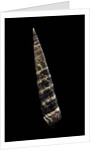 Turritella goniostoma by Anonymous