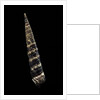 Turritella goniostoma by Anonymous