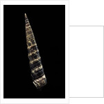 Turritella goniostoma by Anonymous