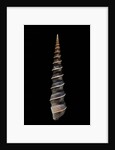 Turritella terebra by Anonymous