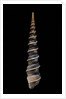 Turritella terebra by Anonymous