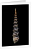 Turritella terebra by Anonymous