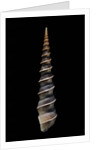 Turritella terebra by Anonymous