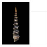 Turritella terebra by Anonymous