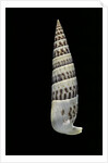 Vertagus fasciatus by Anonymous