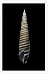 Vertagus fasciatus by Anonymous