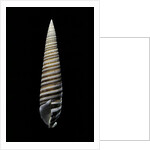 Vertagus fasciatus by Anonymous