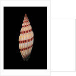 Vexillum sanguisugum by Anonymous