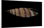 Vexillum sanguisugum by Anonymous