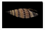 Vexillum sanguisugum by Anonymous