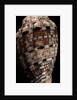 Voluta polypleura kotorai by Anonymous