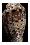 Voluta polypleura kotorai by Anonymous