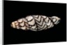 Volutoconus bednalli by Anonymous