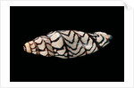 Volutoconus bednalli by Anonymous