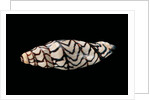 Volutoconus bednalli by Anonymous