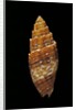 Mitra puncticulata by Anonymous