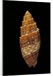 Mitra puncticulata by Anonymous
