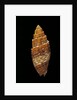 Mitra puncticulata by Anonymous