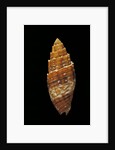 Mitra puncticulata by Anonymous