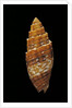 Mitra puncticulata by Anonymous
