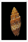 Mitra puncticulata by Anonymous