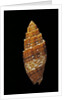 Mitra puncticulata by Anonymous