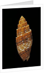 Mitra puncticulata by Anonymous