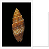 Mitra puncticulata by Anonymous