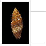 Mitra puncticulata by Anonymous