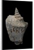 Strombus thersites by Anonymous