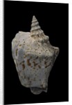 Strombus thersites by Anonymous