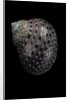 Monodonta canalifera by Anonymous