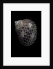 Monodonta canalifera by Anonymous
