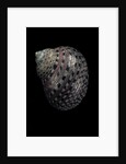 Monodonta canalifera by Anonymous