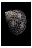 Monodonta canalifera by Anonymous