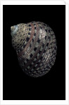 Monodonta canalifera by Anonymous