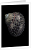 Monodonta canalifera by Anonymous