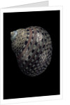 Monodonta canalifera by Anonymous