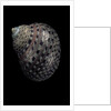 Monodonta canalifera by Anonymous
