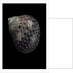 Monodonta canalifera by Anonymous