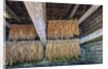 Interior of tobacco barn by Anonymous