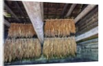 Interior of tobacco barn by Anonymous
