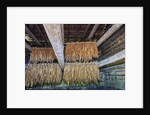 Interior of tobacco barn by Anonymous