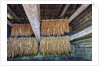 Interior of tobacco barn by Anonymous