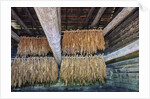 Interior of tobacco barn by Anonymous