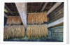 Interior of tobacco barn by Anonymous